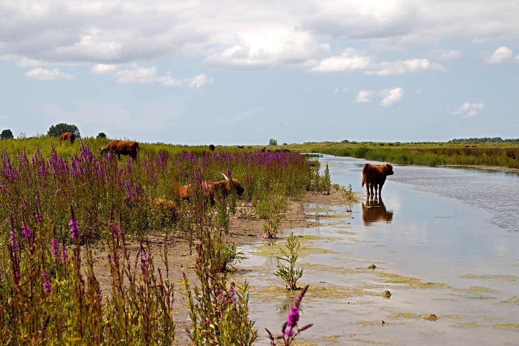 tiengemeten natuur natuurgebied natuurmonumenten hdr schotse hooglanders rien poortvliet museum eiland polder platteland